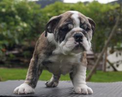 Cachorros de Bulldog Ingles para la venta 100 % registrados, excelente pedigree para la venta.


            


            